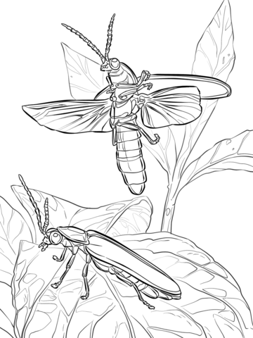 Common Eastern Fireflies Coloring Page